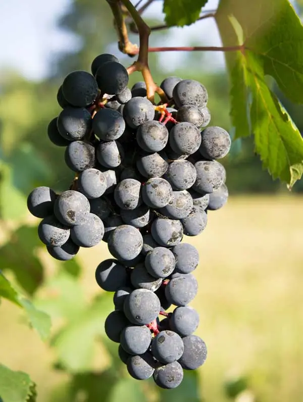 barbera grape