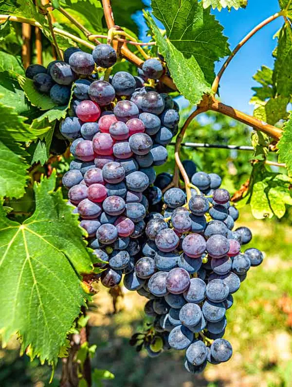 grape montepulciano