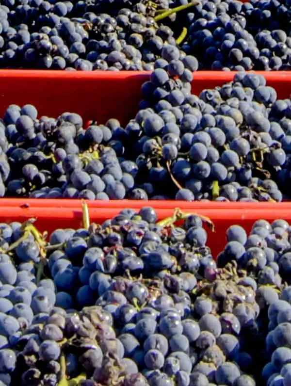 nebbiolo grape