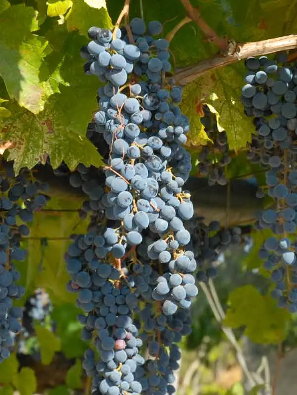 nero d'avola grape