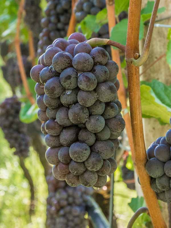 nebbiolo grape