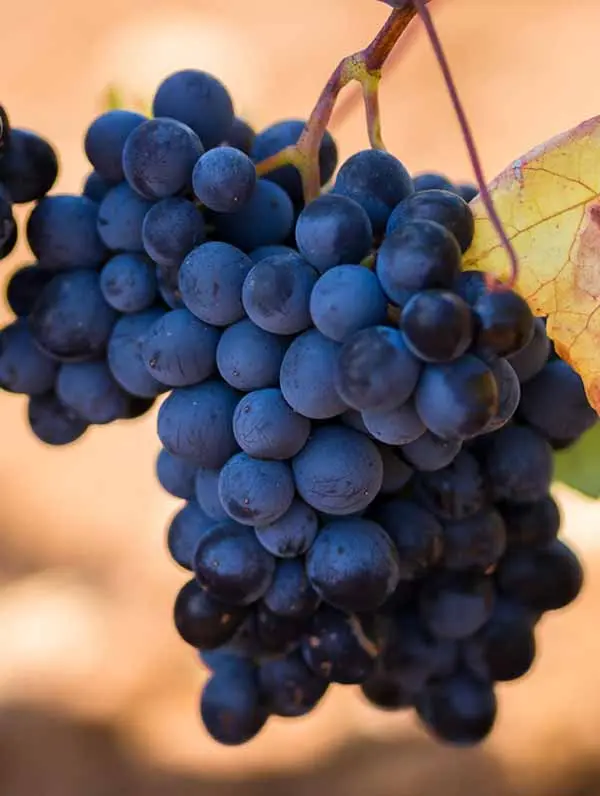 primitivo grape