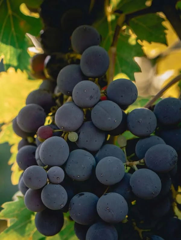 sangiovese grapes